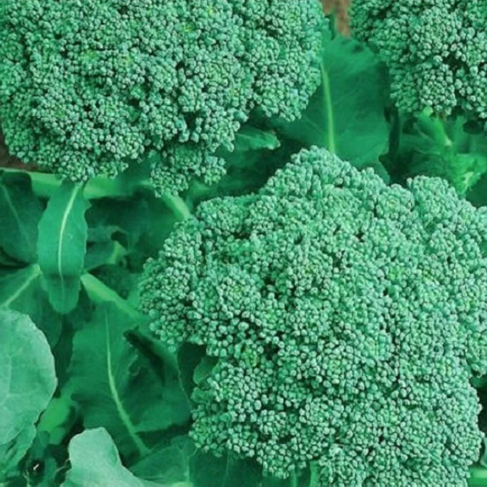 NON-GMO Broccoli Seeds | Heirloom Brassica oleracea | Organic Vegetable Seeds