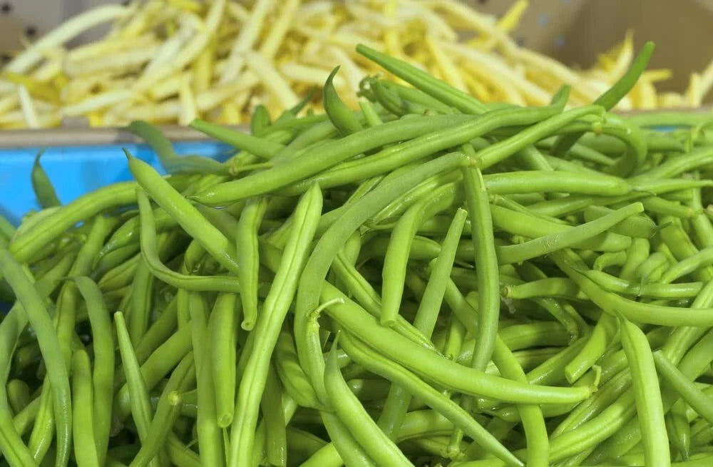 Jade Green Bean Seeds – Hairless Green Beans for Planting – Phaseolus vulgaris – 50 Seeds for Vegetable Garden