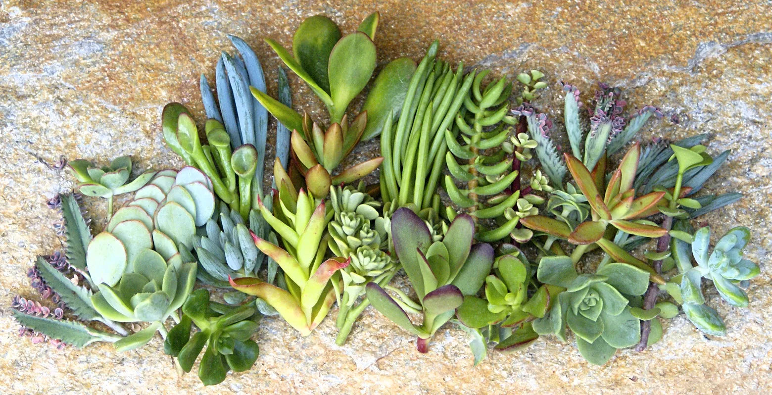 Assorted Succulent Cuttings - 25 Varieties - 1-2 Inch Propagation Plants for Indoor & Outdoor Gardening