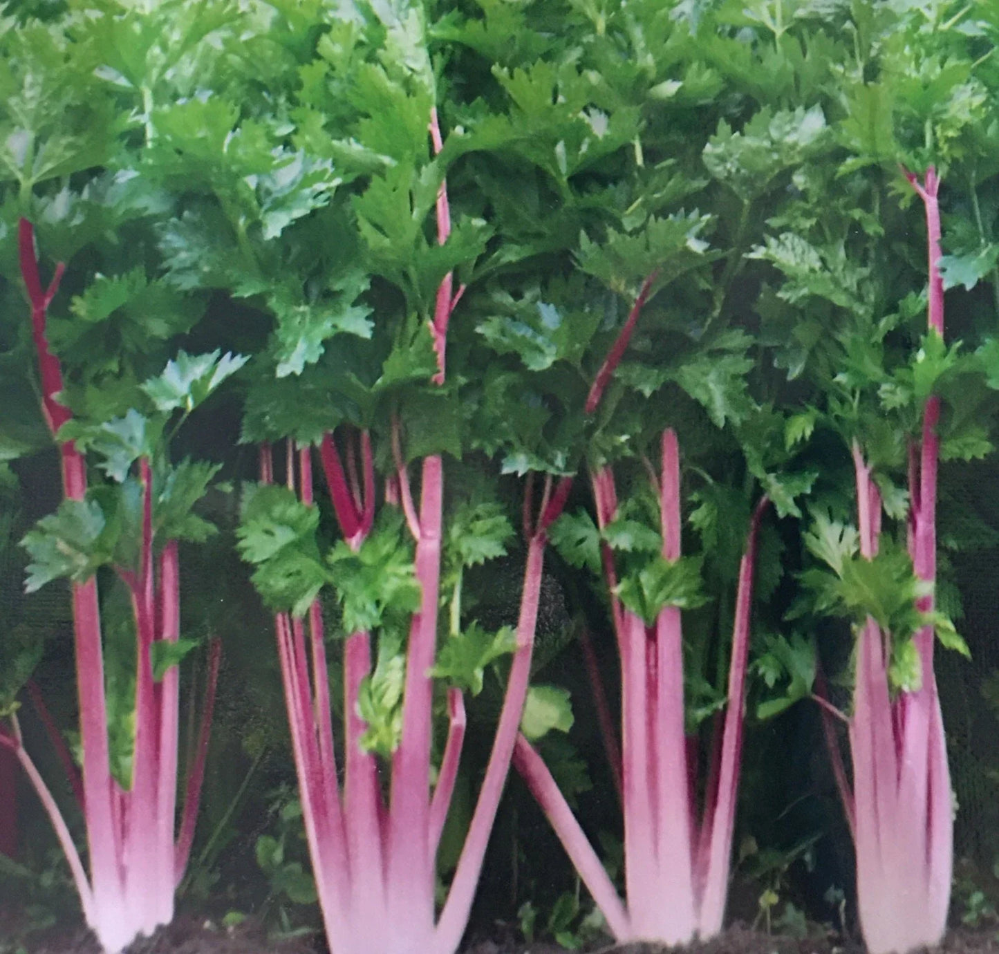 Chinese Pink Celery Seeds - 200+ Count, Rose Celery, Kan-tsai, Apium graveolens var. rapaceum, Heirloom, Non-GMO, Fast Germination