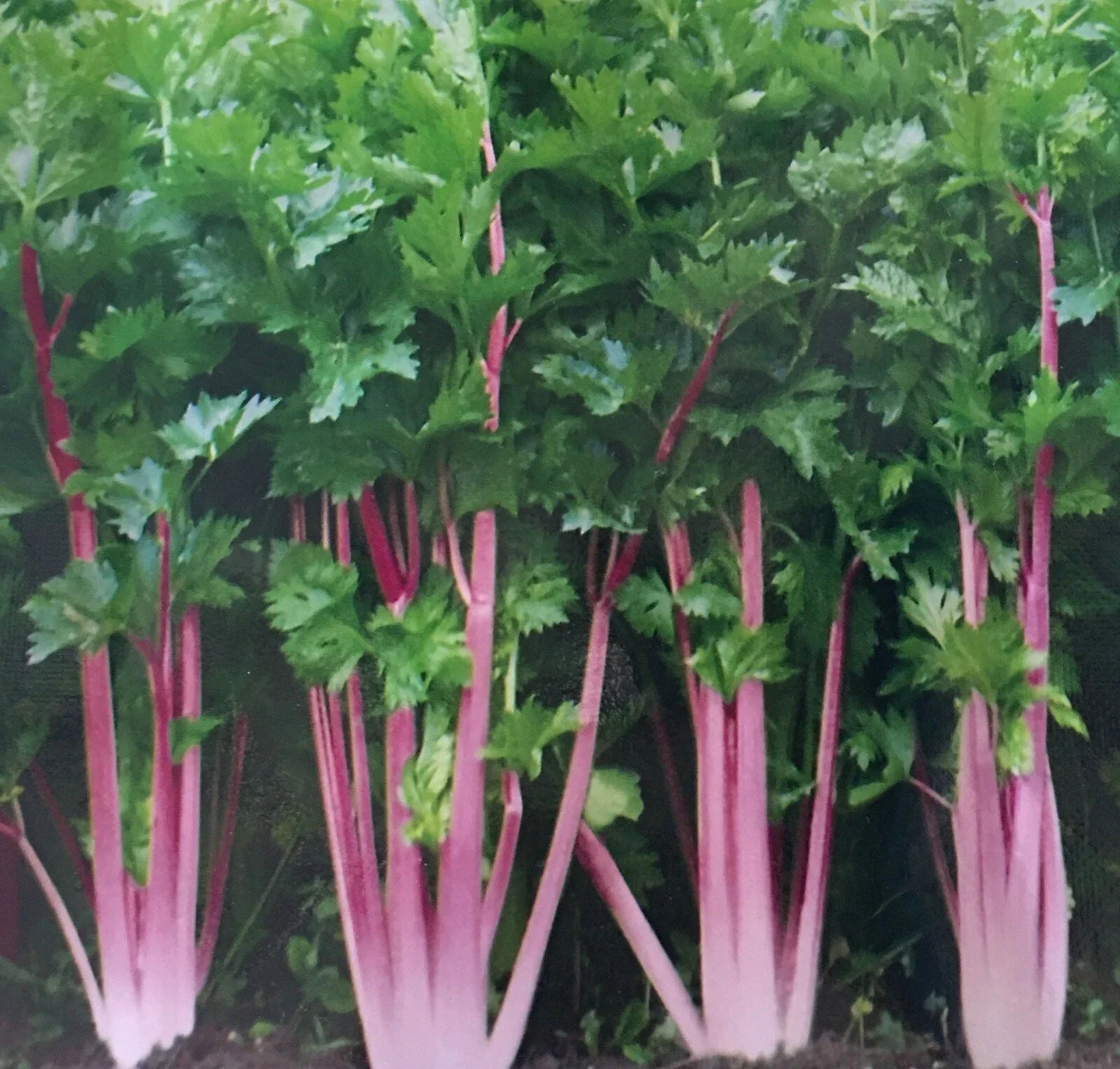 Chinese Pink Celery Seeds - 200+ Count, Rose Celery, Kan-tsai, Apium graveolens var. rapaceum, Heirloom, Non-GMO, Fast Germination