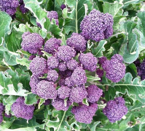 Broccoli Seeds 1500 Count - Purple Sprouting Non-GMO Heirloom | Brassica oleracea