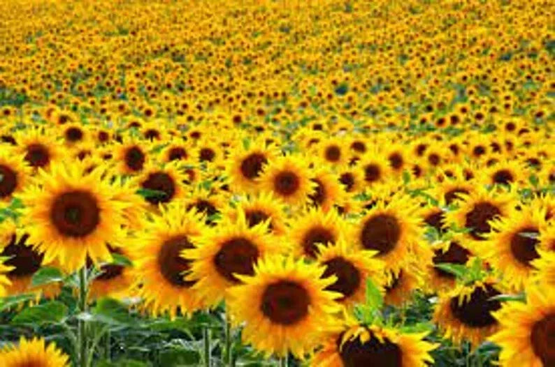 Assorted Organic Sunflower Seeds - 500 Non-GMO Helianthus annuus for Garden, Pollinators, Cut Flowers