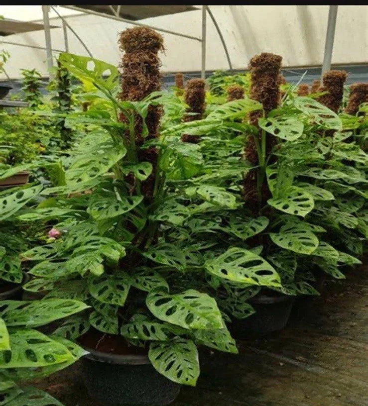 Monstera Adansonii Rooted Cutting | Exotic Houseplant | Indoor Climbing Vine | Tropical Foliage