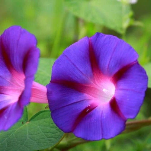Morning Glory Seeds | 3-Inch Deep Purple Flowers | Grandpa Ott Variety | Ipomoea purpurea | Vining Plant for Gardens