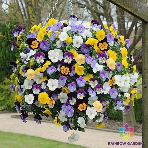 Cool Wave Mix Pansy Seeds - 200+ Pack, Vibrant Viola Flowers for Garden, Containers & Borders, USA Grown