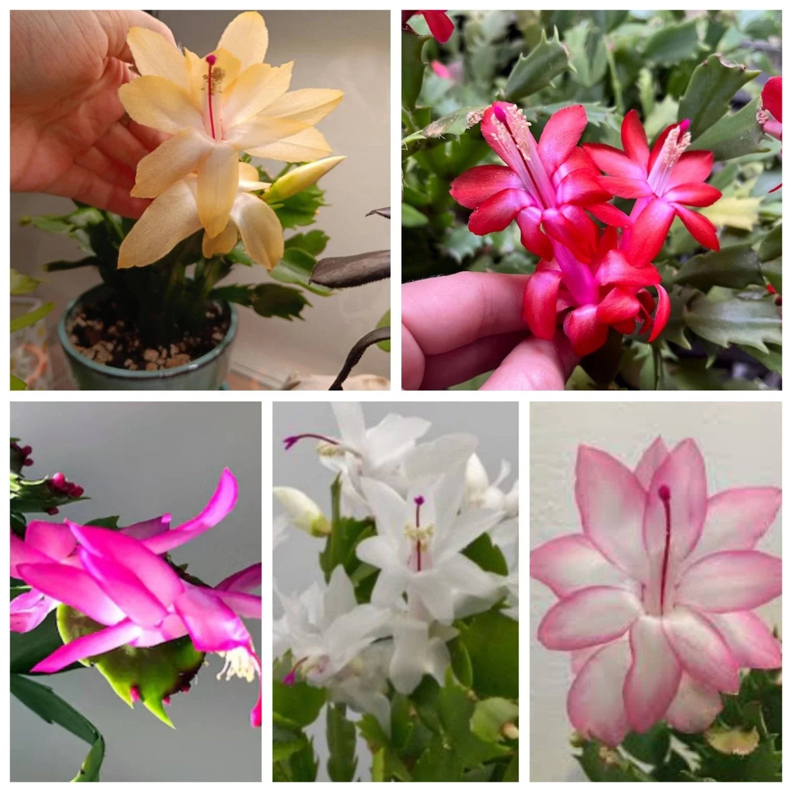 Thanksgiving Christmas Cactus Cuttings 5 Fresh Varieties Labeled Schlumbergera spp. Holiday Succulent Plant Cuttings