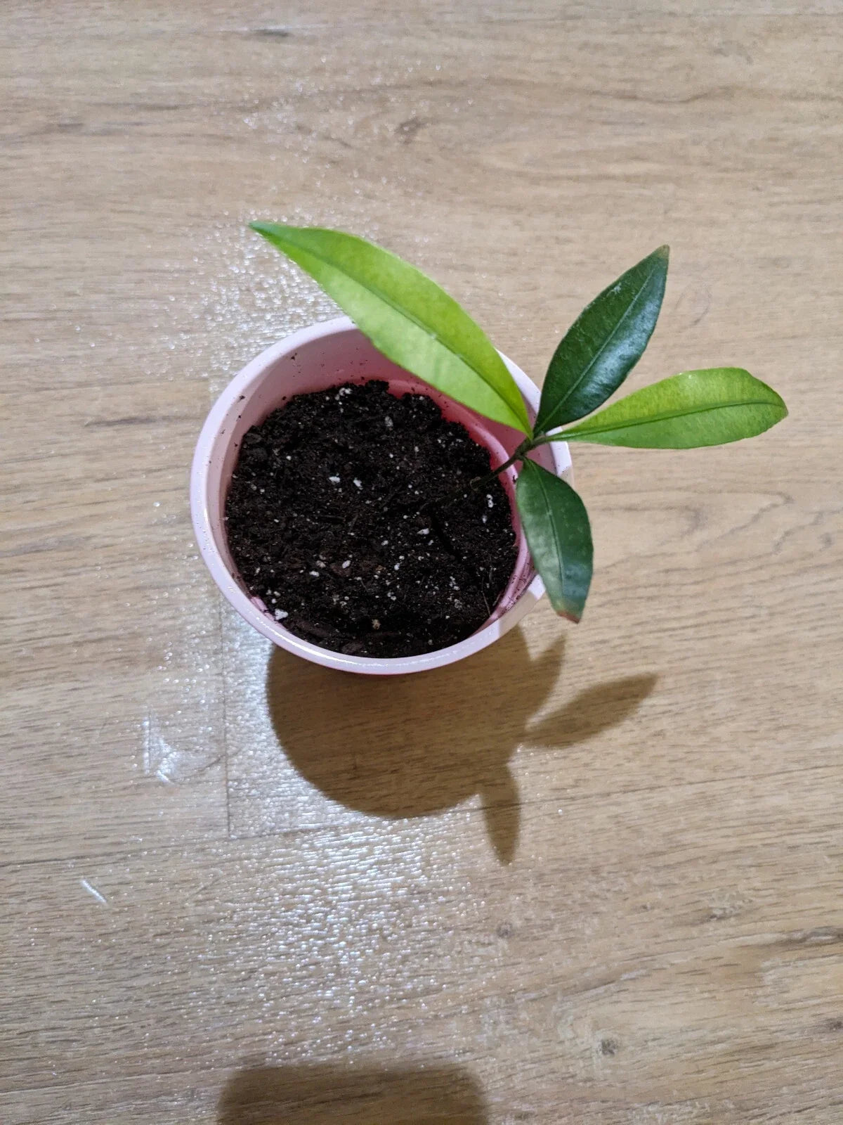 Achacha Seedling Plant - Garcinia achachairú - Bolivian Mangosteen Variety - Tropical Fruit Tree, Live Plant, 6-12 Inches Tall