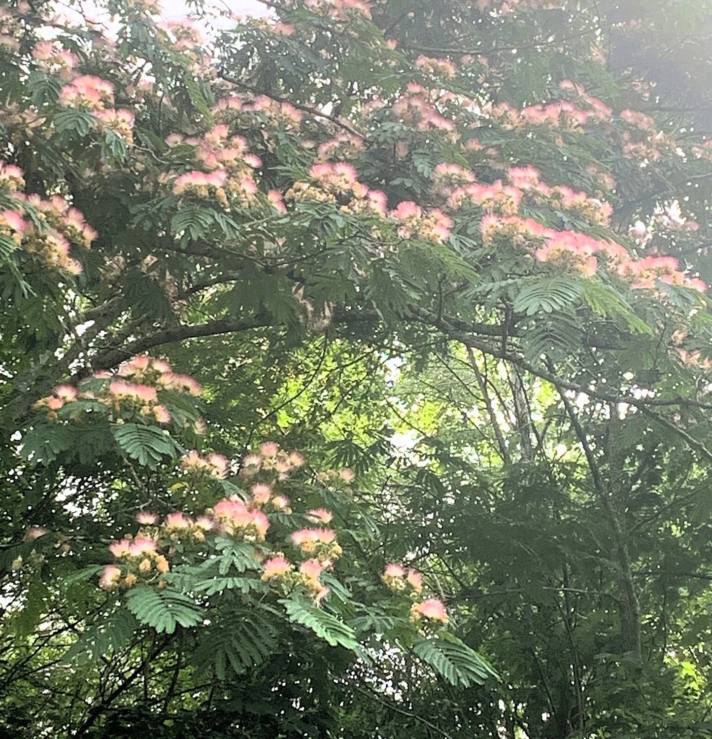 Pink Mimosa Tree Cuttings - 5 Pack Albizia Julibrissin 8-10” Pink Silk Tree for Gardening