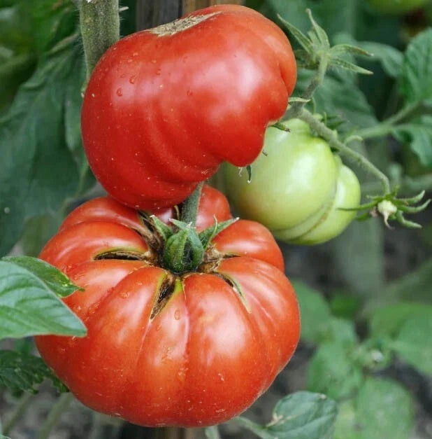 Mortgage Lifter Tomato Seeds - Non-GMO Heirloom Beefsteak Indeterminate Pack of 100