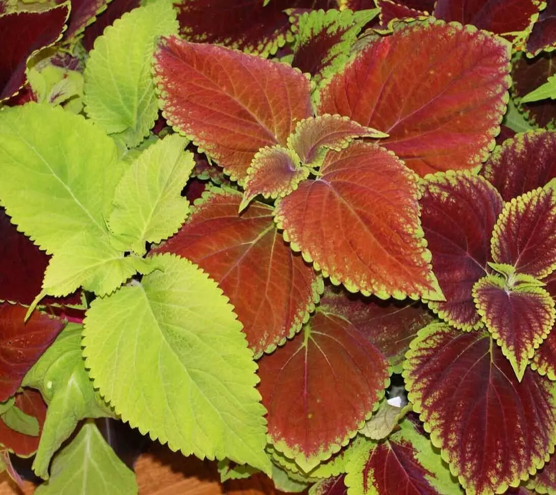 Coleus Seeds 100+ Rainbow Mix Annual Flower - Vibrant Painted Leaves