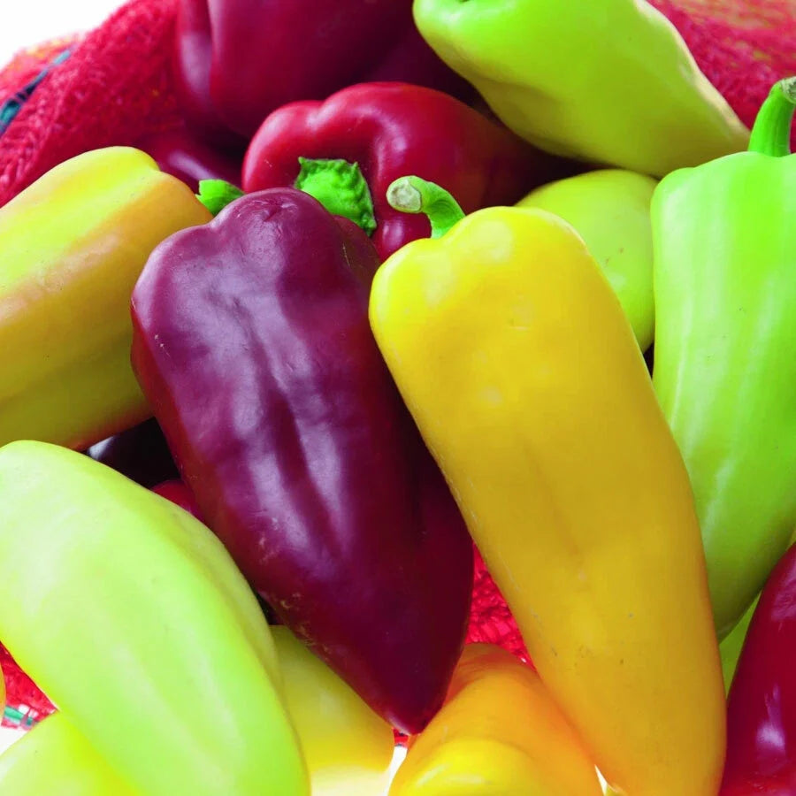 Sweet Pepper Seeds 100 Count - Capsicum annuum - Sweet Pretty N Sweet Variety for Garden or Container Cultivation