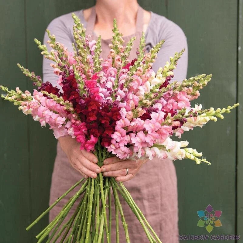 Snapdragon Seeds - Potomac Summer Berry Mix, Over 1000 Seeds, Vibrant Colors, Antirrhinum majus, Annual Flower for Garden Planting