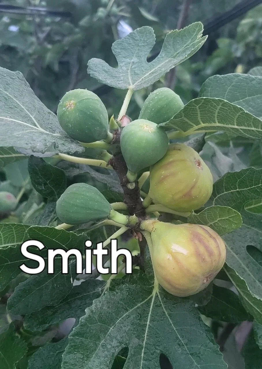 Rare Fig Cuttings - 3 Fresh Smith Ficus carica Deciduous Fruit Tree Propagation