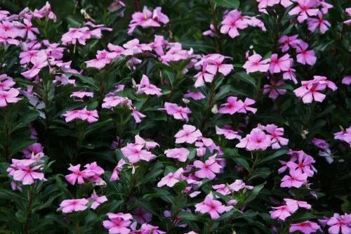Dwarf Pink Periwinkle Seeds - Vinca Rosea Delicata Ground Cover Flower Seeds for Gardens - 100+ Pack