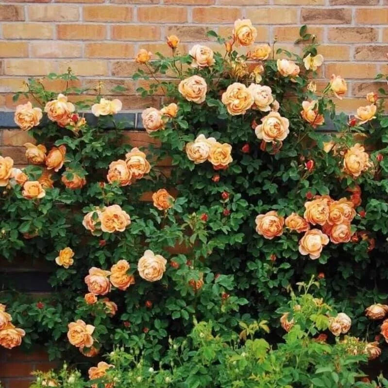 Climbing Light Orange Rose Seeds - 10 Perennial Shrub Flower Seeds - Rosa spp. for Garden, Trellis, Fence