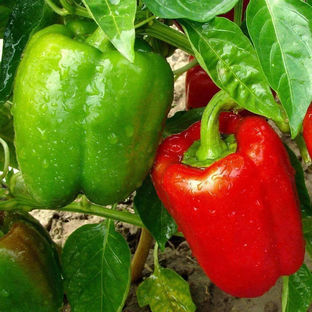 California Wonder Bell Pepper Seeds – Non-GMO, Sweet Capsicum annuum Vegetable Seeds, 50+ Pack, Full Sun, Easy to Grow
