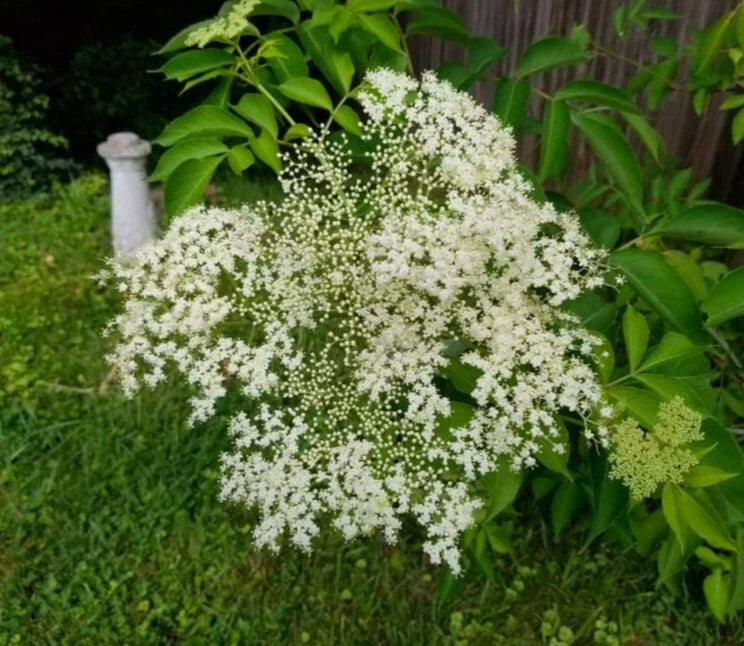 American Elderberry Live Cuttings - 5+ Sambucus canadensis Perennial Shrub for Berries and Wildlife Attracting