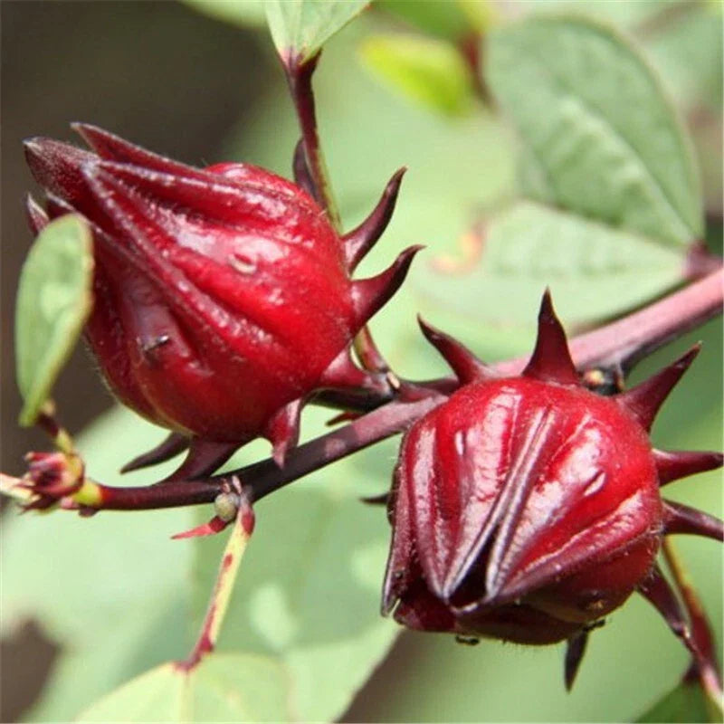 Roselle Seeds - 15+ Hibiscus sabdariffa for Tea & Gardens, USA