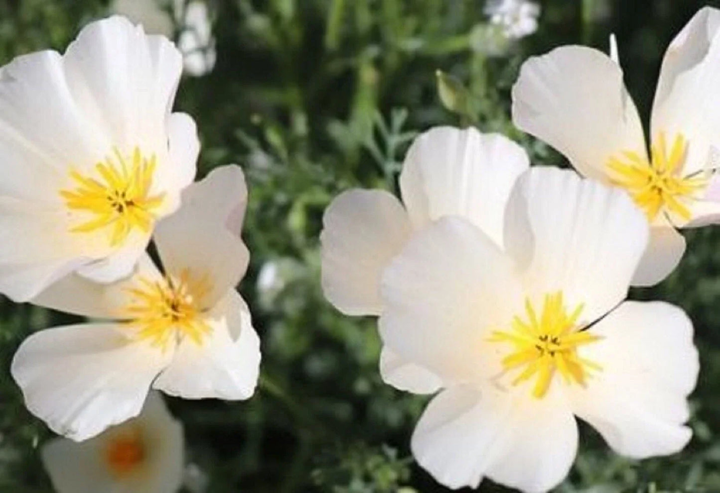 California Poppy Seeds Ivory Castle - Eschscholzia californica - 200 Seeds for Gardens & Wildflowers