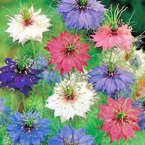Love in a Mist Flower Seeds - Bulk Pack 501+ Nigella damascena - Annual Cut Flowers & Dried Arrangements
