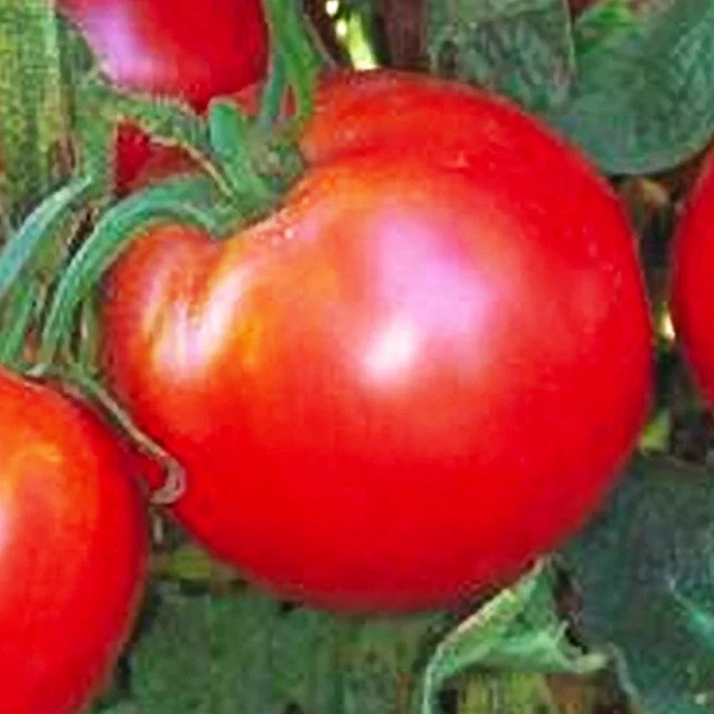 Bradley Tomato Seeds | NON-GMO Heirloom Solanum lycopersicum | Organic Vegetable Seeds