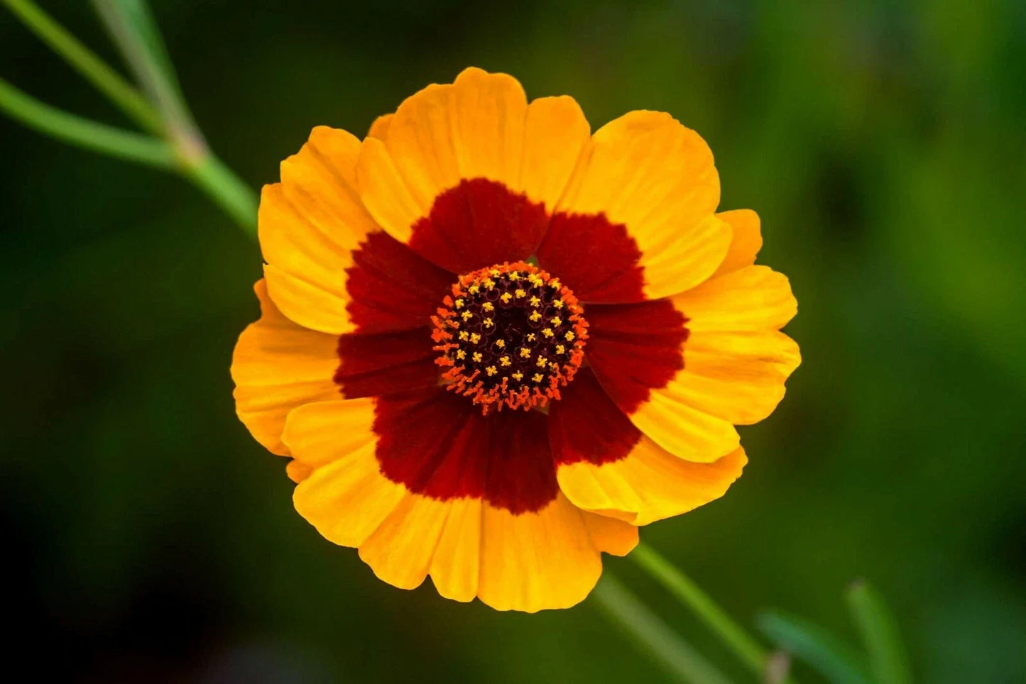 Coreopsis Seeds - 1001+ Plains Tickseed Native Wildflower for Pollinators, Drought & Heat Tolerant, Garden Planting, Coreopsis tinctoria