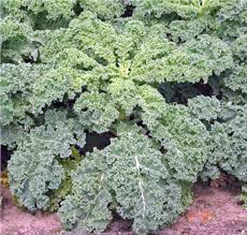Kale Seeds 500 Count Dwarf Siberian Heirloom Non-GMO Brassica oleracea for Home Garden, Nutritious Greens
