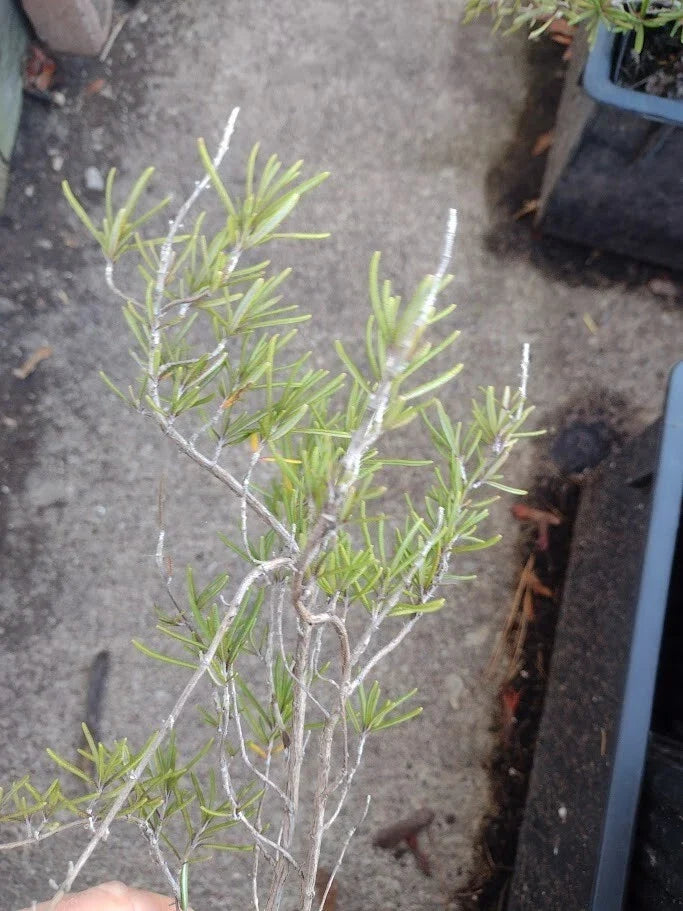 Live Organic Rosemary Houseplant, 3-4 ft, Blue Flowers, Salvia rosmarinus, Cold-Hardy Aromatic Herb, Perennial for Indoor & Outdoor
