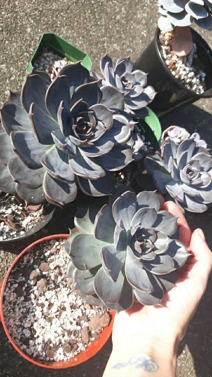 Echeveria Black Prince Succulent in 5" Pot – Live Rosette Plant with Soil, Indoor & Outdoor Garden, Low Maintenance, Dark Foliage