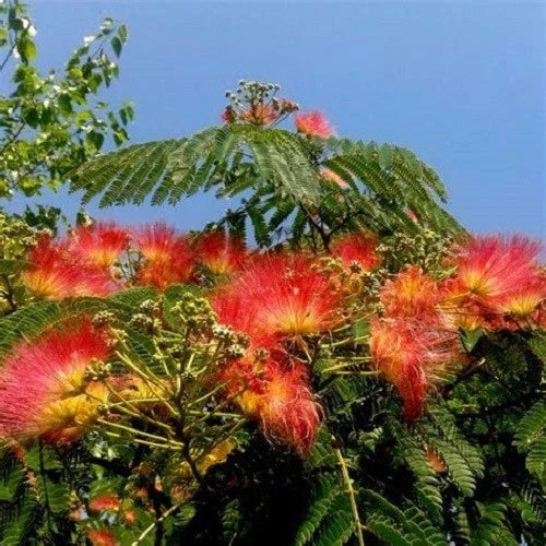 Orange Mimosa Tree Seeds - 5 Pack Albizia julibrissin Silk Tree Perennial