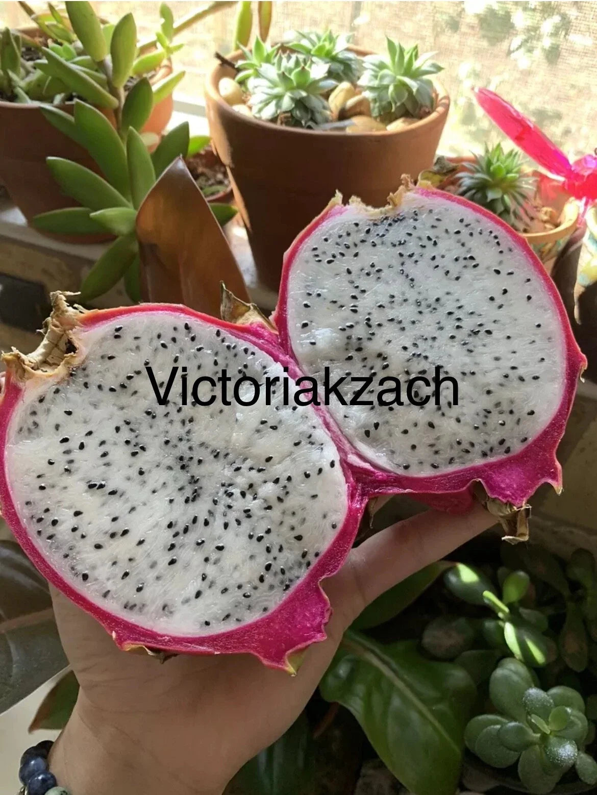 White Dragon Fruit Seeds - Hylocereus Undatus - Edible Pitaya Cactus for Indoor & Outdoor Gardening, Pack of 10