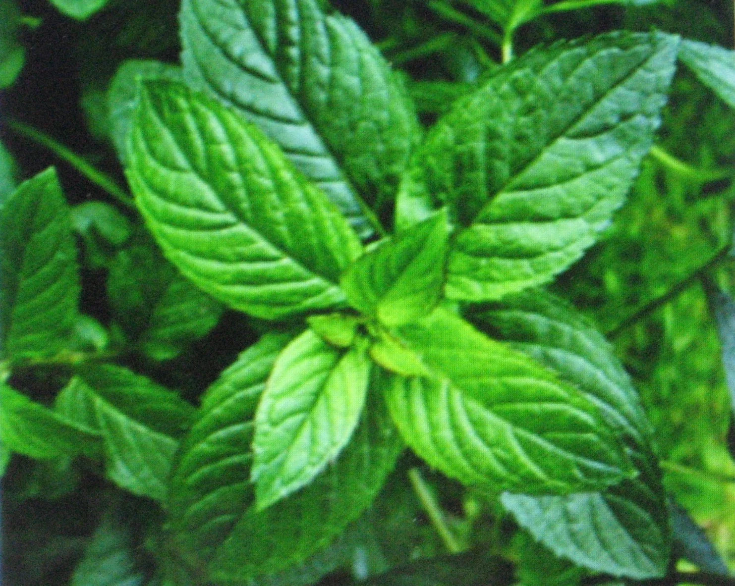 Bulk Peppermint Seeds 1000 Count - Mentha × piperita Herb for Culinary & Herbal Tea Gardening