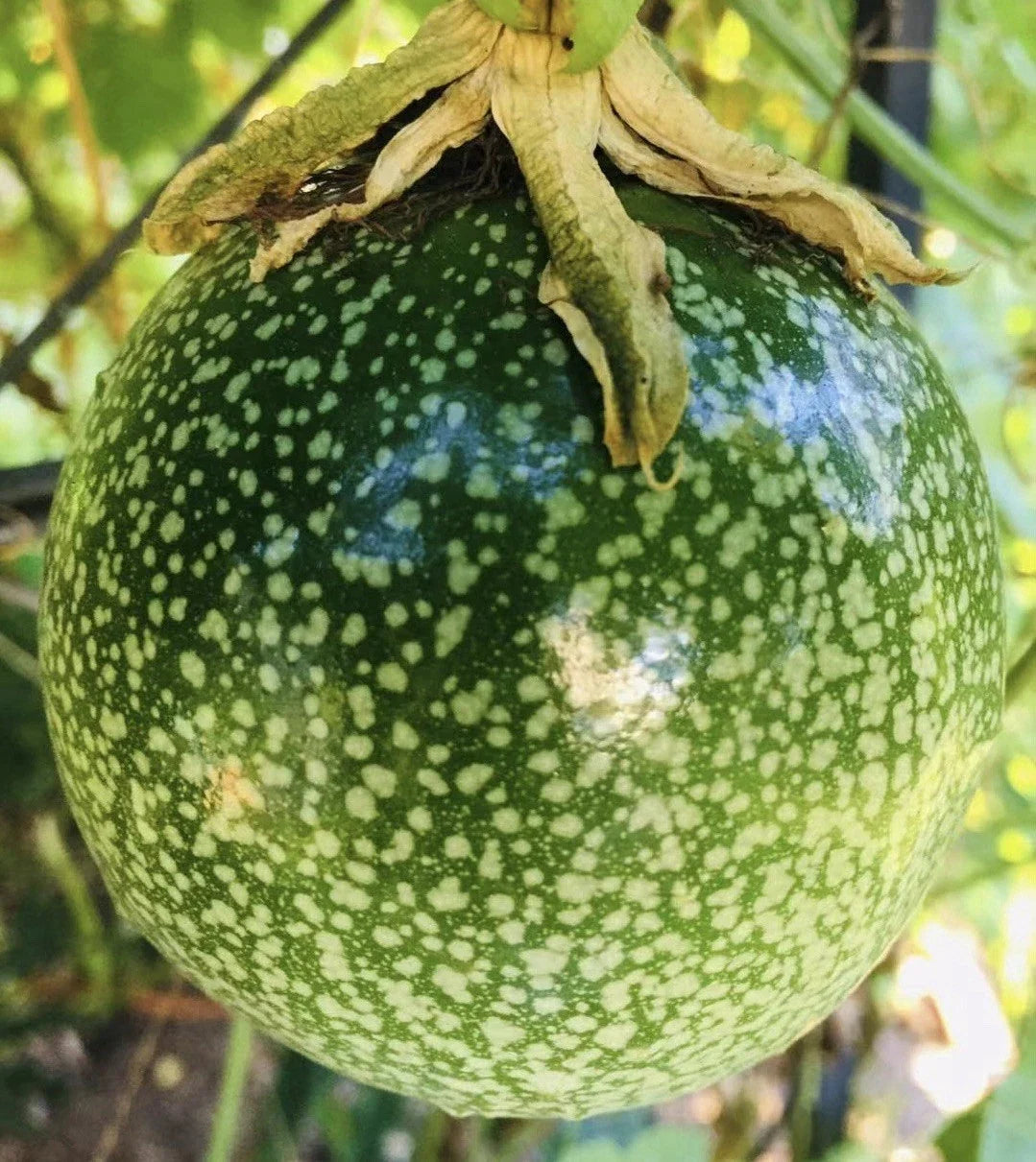 Purple Passion Fruit Plant 16" in Pot | Edible Vine Passiflora edulis 'Possum' for Garden & Patio