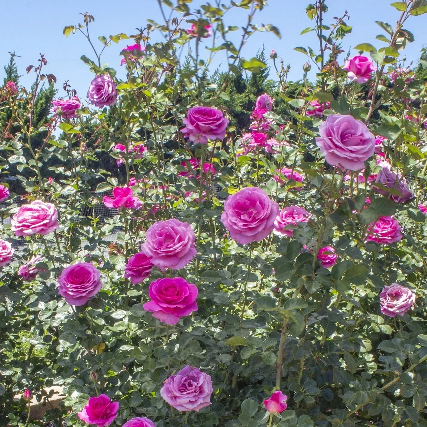 Pink Climbing Rose Cuttings - TRUE GRATITUDE Variety - 4 Live Cuttings Rosa 'True Gratitude'
