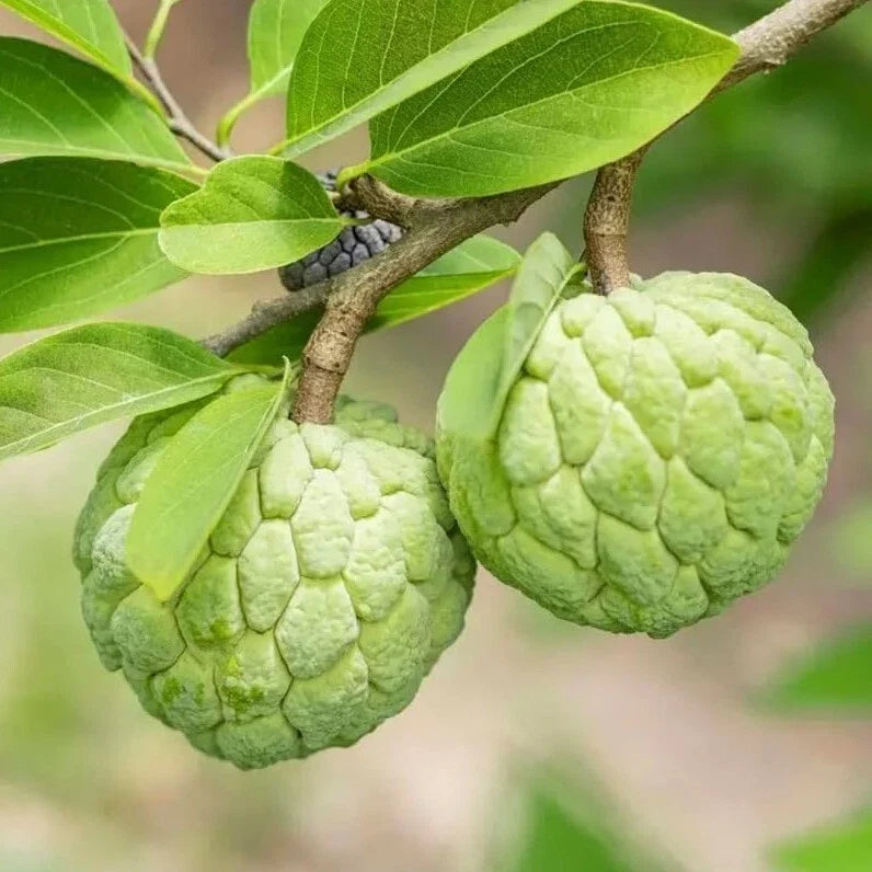 Sugar Apple Tree Live Plant 6-8" Annona Squamosa in 3-Inch Pot, Tropical Fruit Tree, Custard Apple, Sweetsop