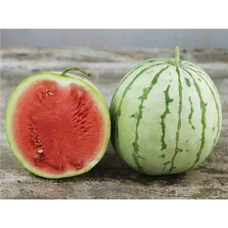 Dixie Queen Watermelon Seeds - NON-GMO Heirloom Crimson Variety