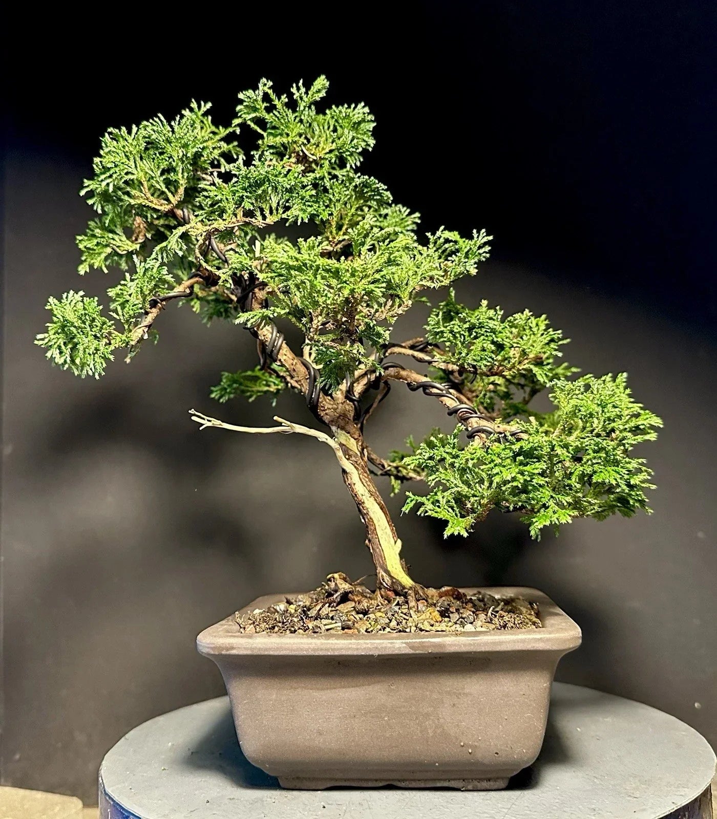 Mame Bonsai Tree 10.5” Chamaecyparis Pisifera Tsukumo Cypress in Japanese Pot - Compact Indoor Plant