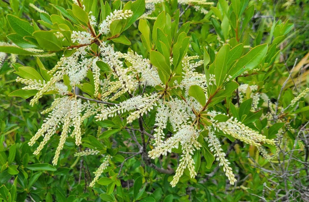 Swamp Titi Seeds 25 Pack | Florida Native Cyrilla racemiflora | Ironwood Tree