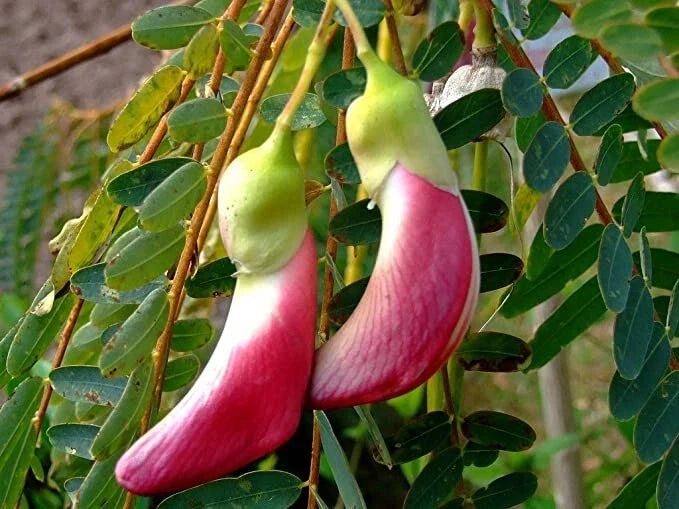 Red Hummingbird Tree Seeds - 20+ Fresh Sesbania Grandiflora for Gardening & Landscaping