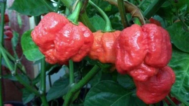 Trinidad Moruga Scorpion Hot Pepper Seeds – 15 Seeds – World's Hottest Capsicum chinense – Fruity Flavor, High Heat 1.2M SHU