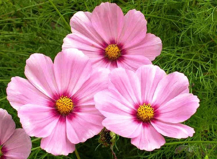 Cosmos Gloria Flower Seeds - 30 Fresh Seeds - Cosmos bipinnatus - Colorful Annual Blooms