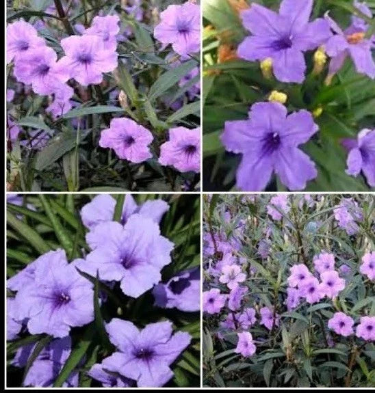 Purple Mexican Petunia Live Plants - 5 Plugs - Ruellia Simplex - Vibrant Purple Flowers for Garden, Border, Container