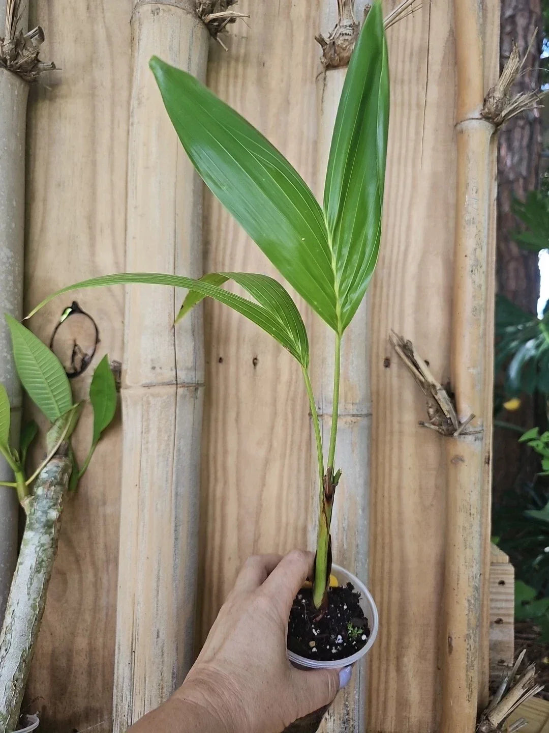 Christmas Manila Palm Seedlings 20" Live Plant Florida Grown Adonidia merrillii