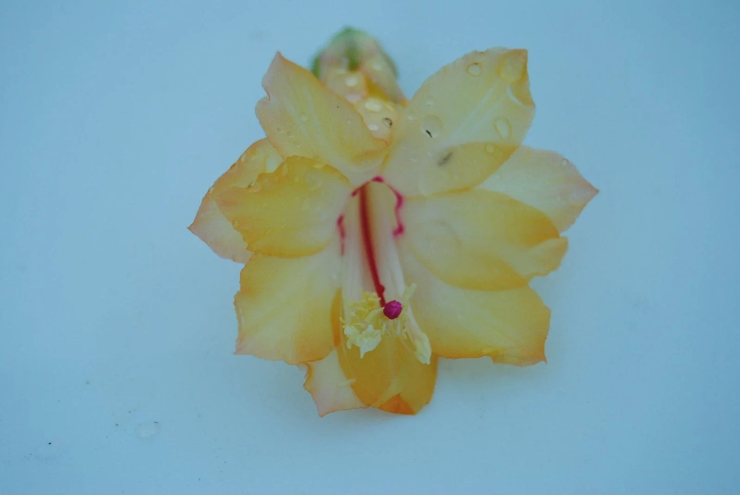 Christmas Cactus Starter Plant - Dutch Sun Variety - Schlumbergera Truncata - Well-Rooted Healthy Plant