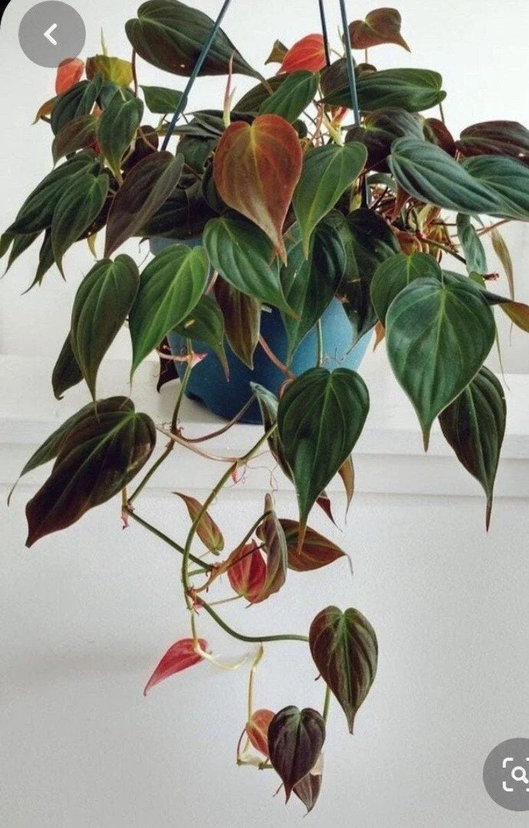 Philodendron Micans Cuttings 4 Pack - Velvet Green & Bronze, Rare Philodendron hederaceum var. micans for Indoor Propagation