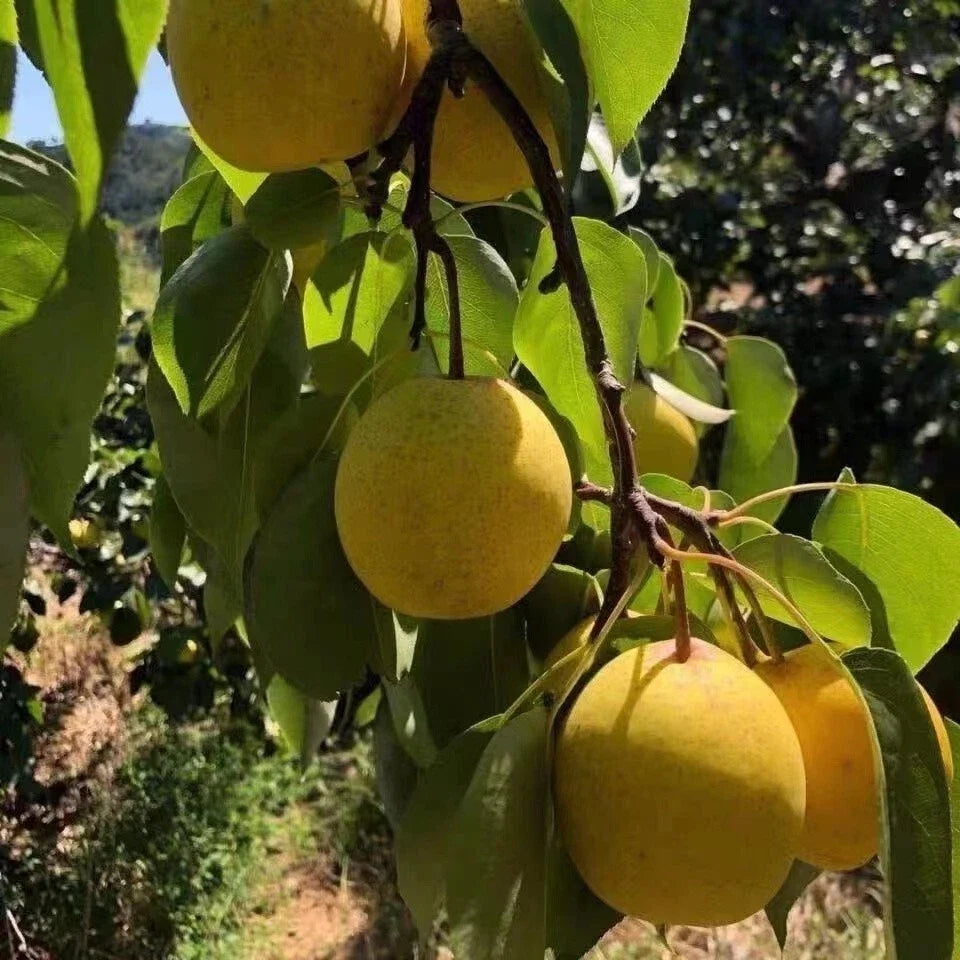 Pear Tree Seeds 25+ Pyrus communis White Pear Fruit for Garden, Orchard & Home Growing