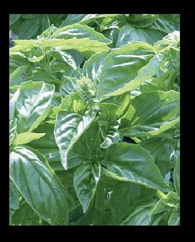 Genovese Basil Seeds - Heirloom Culinary Herb - 150 or 1000 Seeds for Pesto