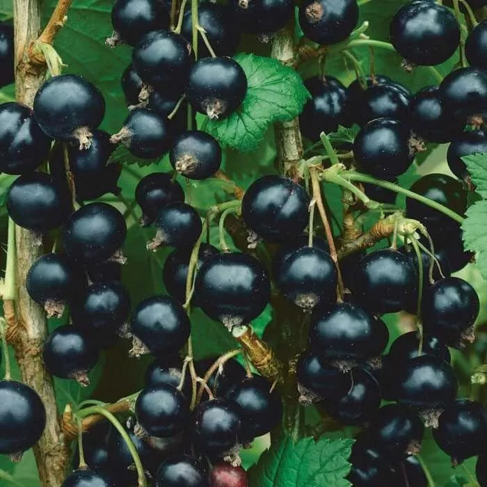 Consort Black Currant Rooted Starter Plant – Edible Ribes nigrum Shrub, Cold-Hardy, Self-Pollinating, Zones 4-8