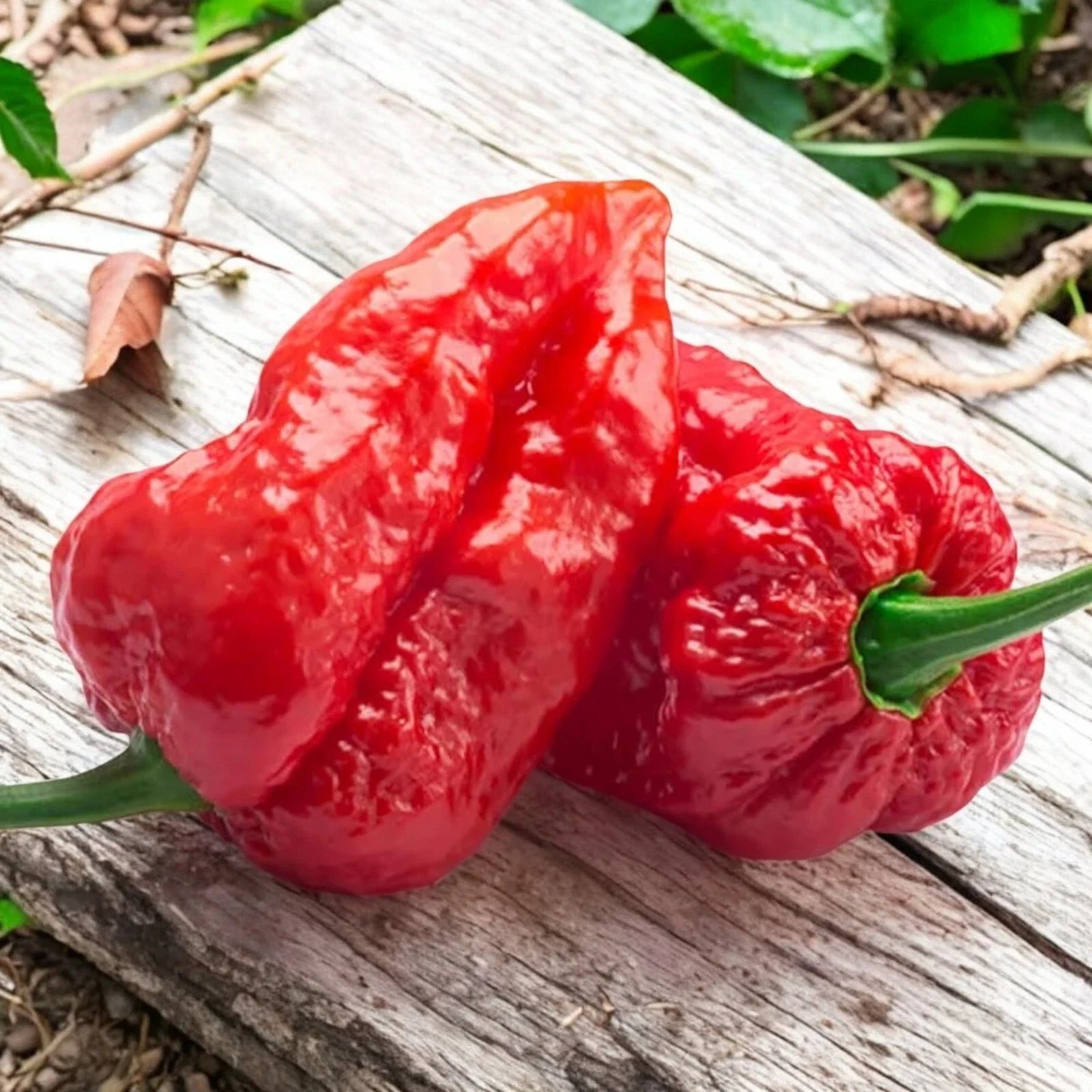 Ghost Pepper Seeds - 50pcs Capsicum chinense Extremely Hot Chili Peppers Over 1,000,000 SHU